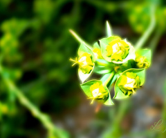 Mini beauty 