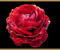 BLÜTE