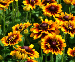 BLÜTEN