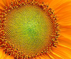 SUN FLOWER