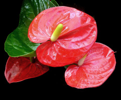 BLÜTEN