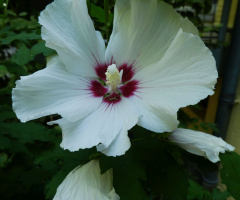 Hibiscus
