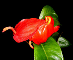 BLÜTEN