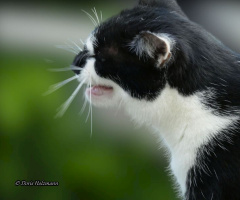 Neighbour's cat 