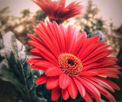 AFRICAN DAISY