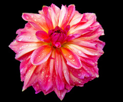 BLÜTE