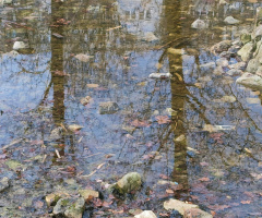 REFLECTIONS IN  A PUDDLE 