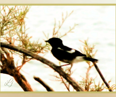 Birdie