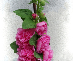 MALLOW
