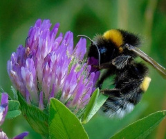 BUMBLEBEE AND CLOVER