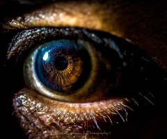 Eye Of A Son