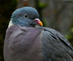 Common wood pigeon