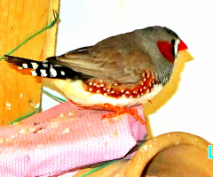 Zebra Finch
