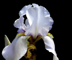 WHITE IRIS 