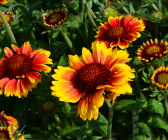 BLÜTEN