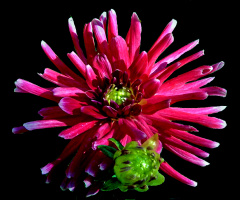 BLÜTE