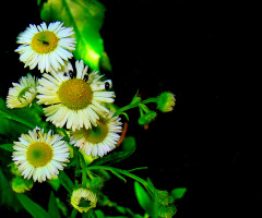 BLÜTEN