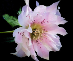 WINTER ROSE
