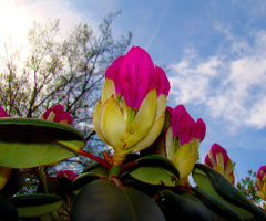BLÜTEN