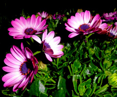 BLÜTEN