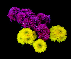 BLÜTEN