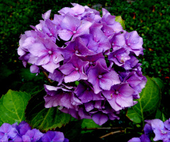 BLÜTEN