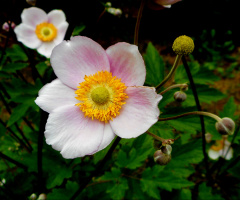 BLÜTEN
