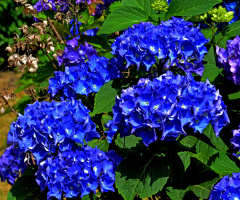 BLÜTEN