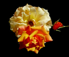 BLÜTEN