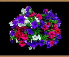 BLÜTEN
