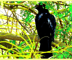 A Black bird.. 