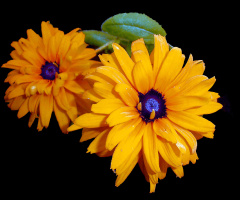 BLÜTEN