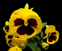 BLÜTEN