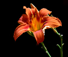 BLÜTE