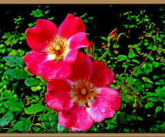 BLÜTEN