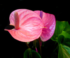 BLÜTEN