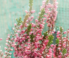 HEATHER 