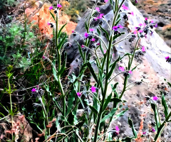 Wild Spring 