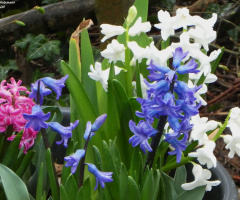Spring
