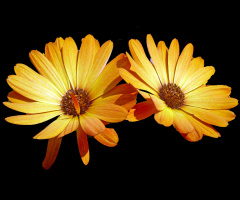 BLÜTEN