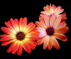 BLÜTEN