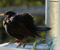 Blackbird