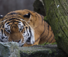 Amur Tiger - Kbh Zoo - April 2023.