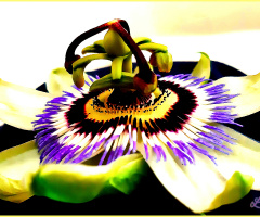 Passion Flower ❤️⚜❤️