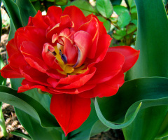 BLÜTE