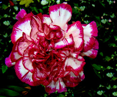 BLÜTE
