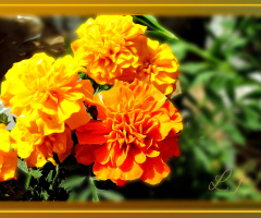 Marigolds