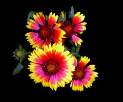 BLÜTEN