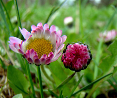BLÜTEN