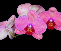 Orquídeas 
